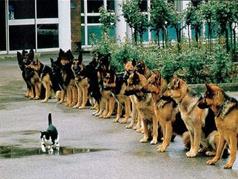 COOLCAT.JPG (78356 bytes)